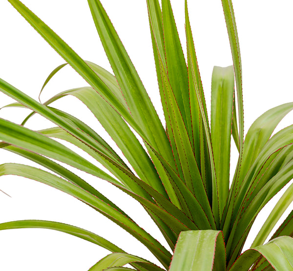 PANDANUS RED 25CM pots