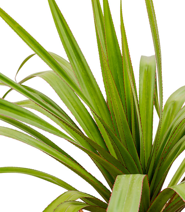 PANDANUS RED 25CM pots