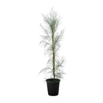 Parkinsonia acculata 25 cms pots - 1.5 mtrs height