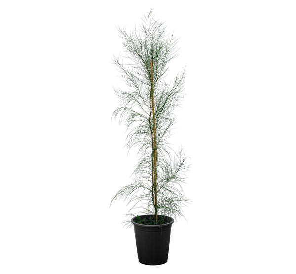 Parkinsonia acculata 25 cms pots - 1.5 mtrs height