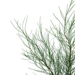 Parkinsonia acculata 25 cms pots - 1.5 mtrs height