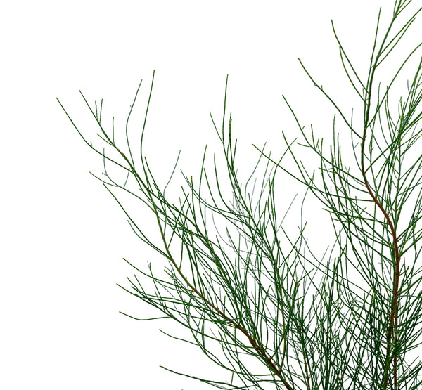 Parkinsonia acculata 25 cms pots - 1.5 mtrs height