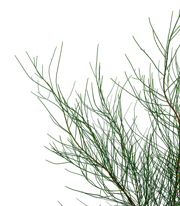 Parkinsonia acculata 25 cms pots - 1.5 mtrs height