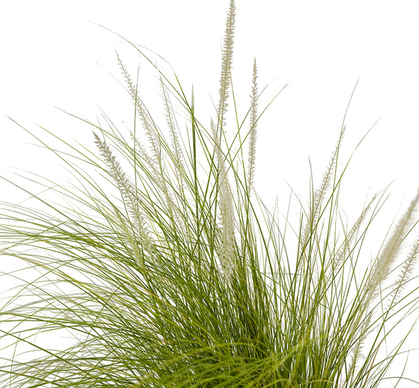 Pennisetum Green