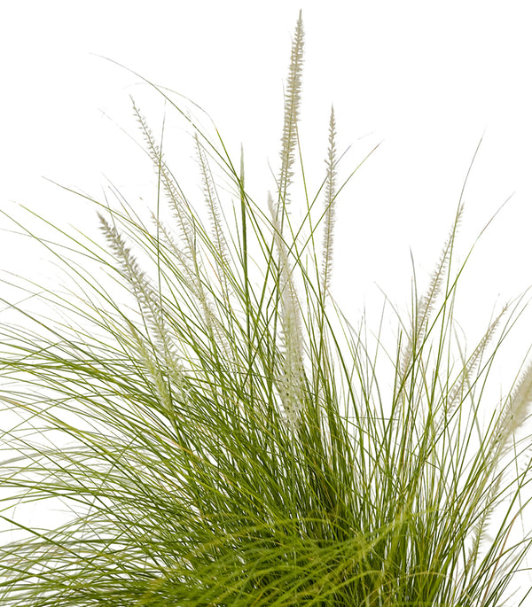 Pennisetum Green 18 cms pots - 60 cms height