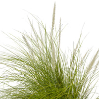 Pennisetum Green 18 cms pots - 60 cms height