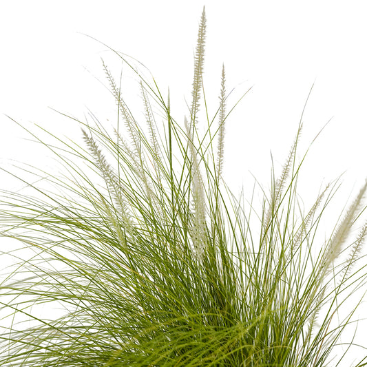 Pennisetum Green 18 cms pots - 60 cms height