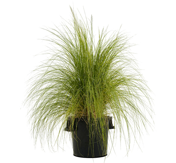 Pennisetum Green