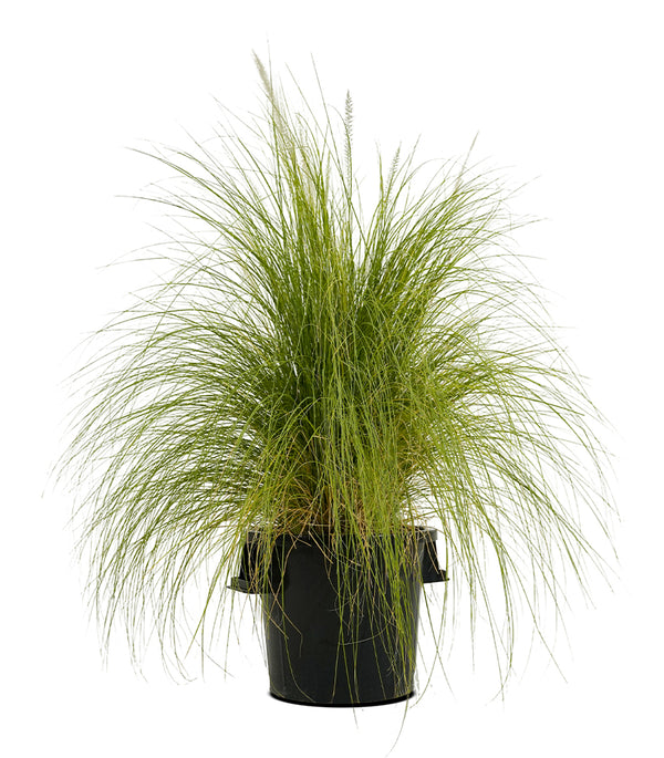 Pennisetum Green 18 cms pots - 60 cms height