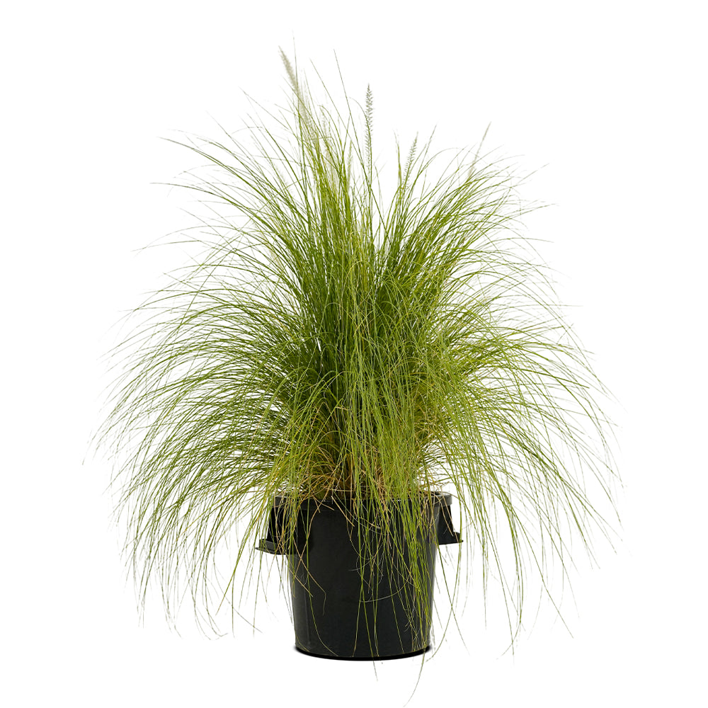 Pennisetum Green 18 cms pots - 60 cms height
