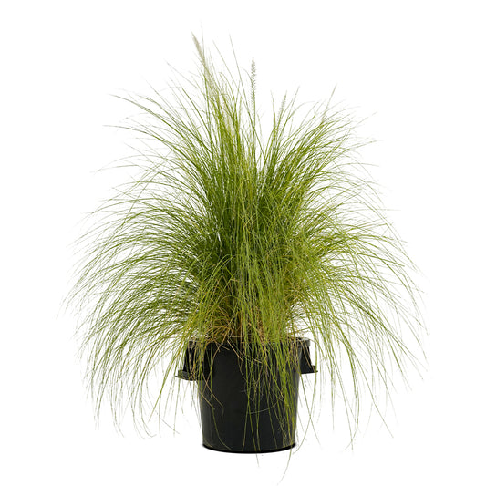 Pennisetum Setasum