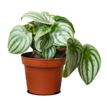 peperomia argyreia 18 cms pots - 18 cms height
