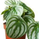 peperomia argyreia 18 cms pots - 18 cms height