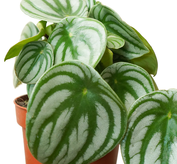 peperomia argyreia 18 cms pots - 18 cms height