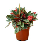 Peperomia 14 cms pots - 12 cms height