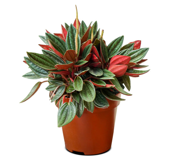 Peperomia 14 cms pots - 12 cms height