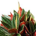 Peperomia 14 cms pots - 12 cms height