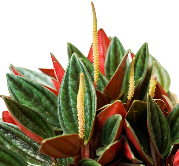 Peperomia 14 cms pots - 12 cms height