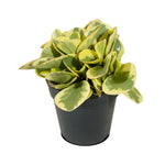 Peperomia  12 cm pots