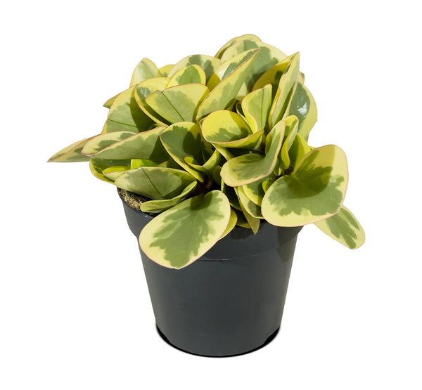 Peperomia  12 cm pots
