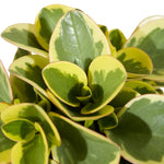 Peperomia  12 cm pots