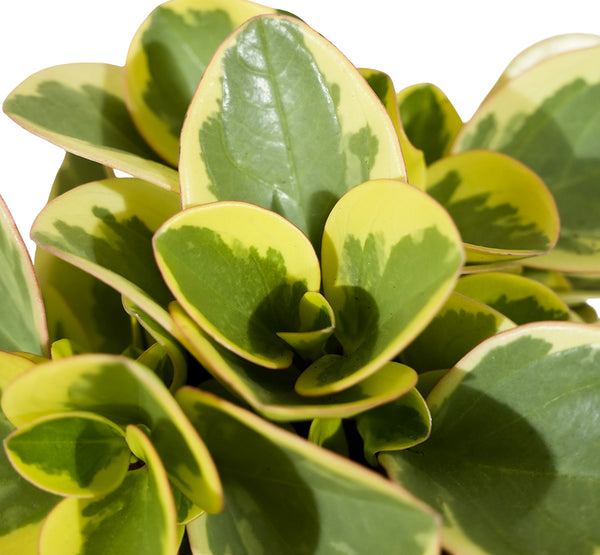 Peperomia  12 cm pots