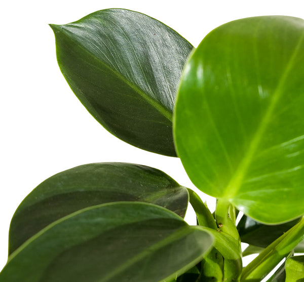 Philodendron Hang 20 cms pots - 30 cms height