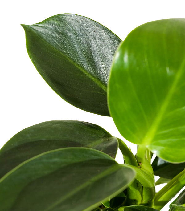 Philodendron Hang 20 cms pots - 30 cms height