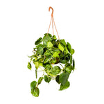 Philodendron Hang 20 cms pots - 30 cms height