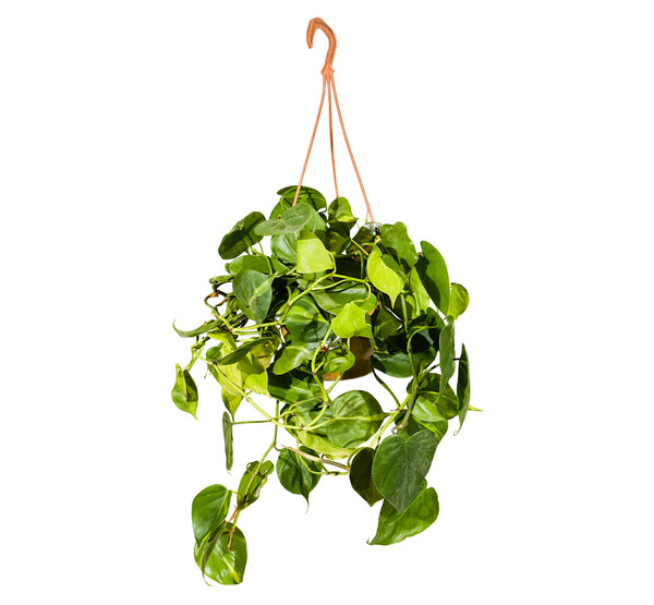 Philodendron Hang 20 cms pots - 30 cms height