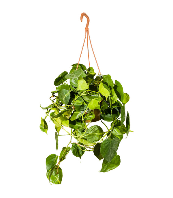Philodendron Hang 20 cms pots - 30 cms height