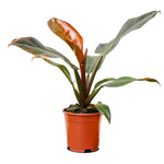 Philodendron Imperial Red 18 cms pots - 25 cms height
