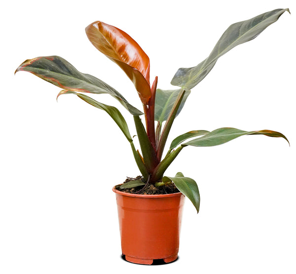 Philodendron Imperial Red 18 cms pots - 25 cms height