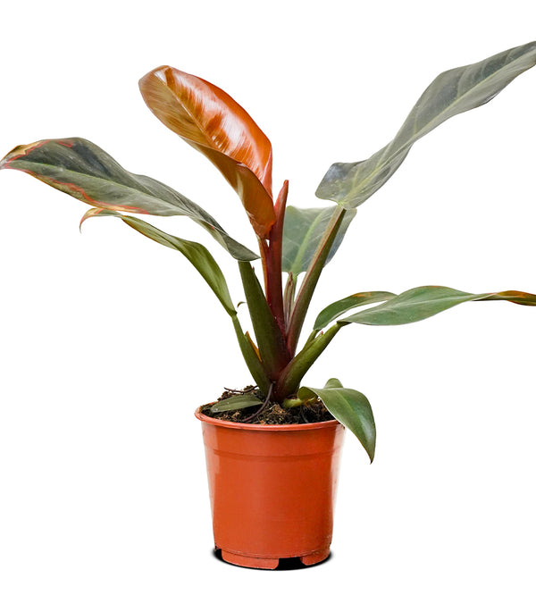 Philodendron Imperial Red 18 cms pots - 25 cms height