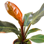 Philodendron Imperial Red 18 cms pots - 25 cms height