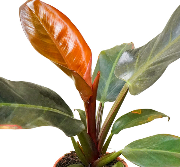 Philodendron Imperial Red 18 cms pots - 25 cms height
