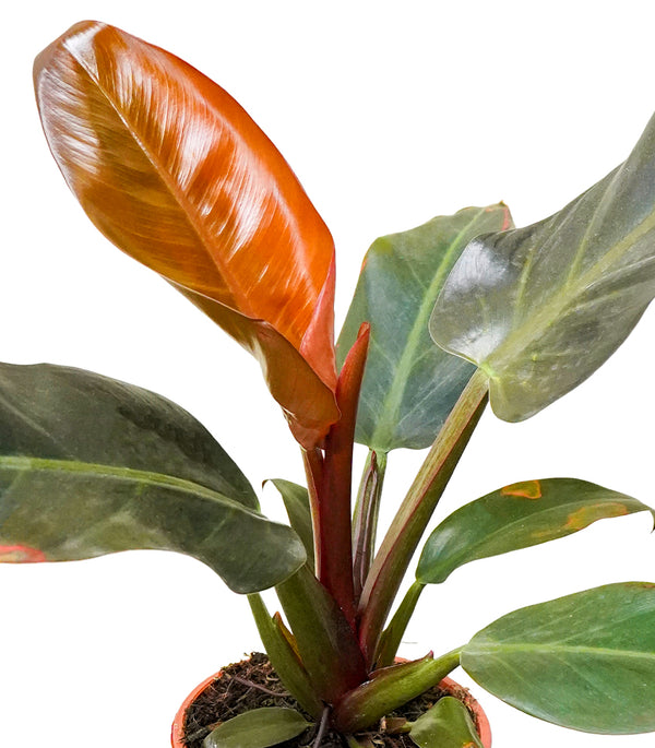 Philodendron Imperial Red 18 cms pots - 25 cms height