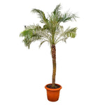 Phonex Robelini-IM-Palm Tree-W:0-S:50 cms-H:1.5 mtrs
