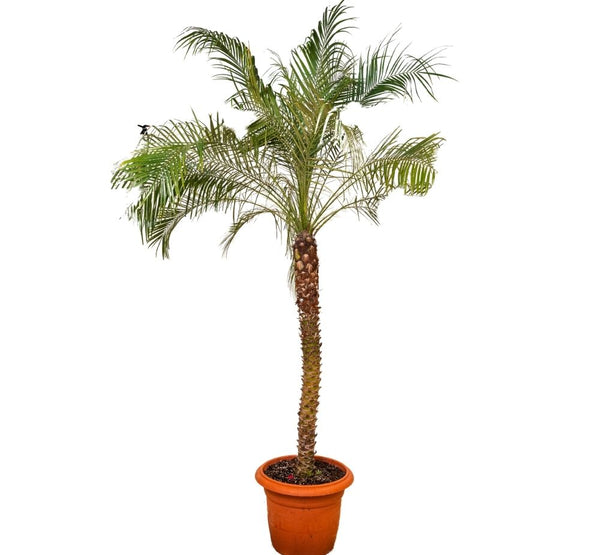 Phonex Robelini-IM-Palm Tree-W:0-S:50 cms-H:1.5 mtrs