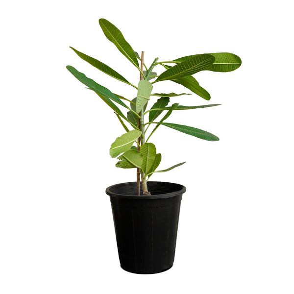 Plumeria
