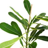 Plumeria