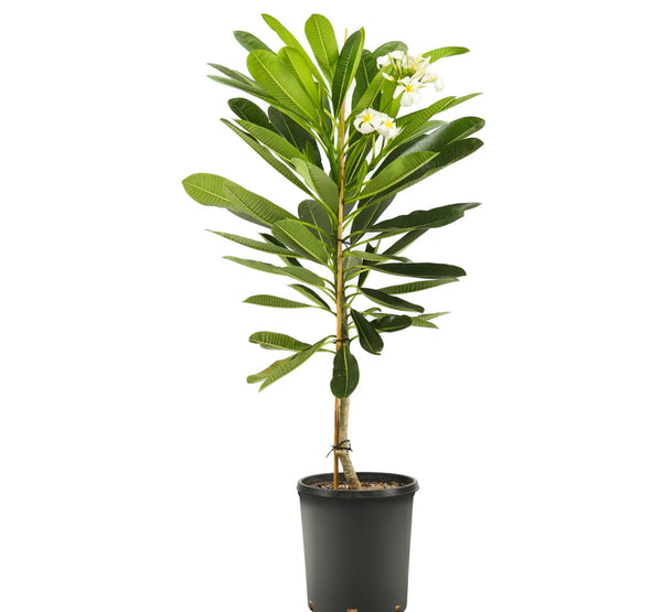 Plumeria Obtusa (Dia3)-IM-Tree-W:3 Dia-S:60 cms-H:120 cms