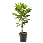 Plumeria Obtusa (Dia3)-IM-Tree-W:3 Dia-S:60 cms-H:120 cms
