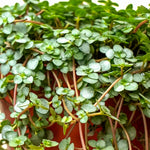 Portulacaria  25 Cm pots