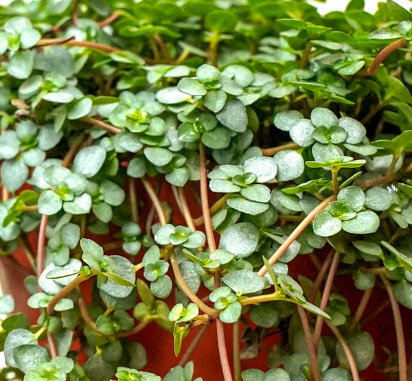Portulacaria  25 Cm pots