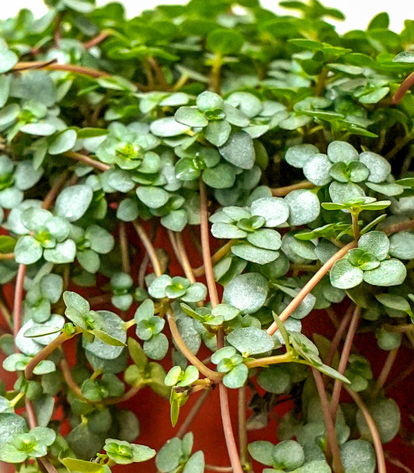 Portulaca 25cms pots