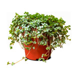 Portulacaria  25 Cm pots