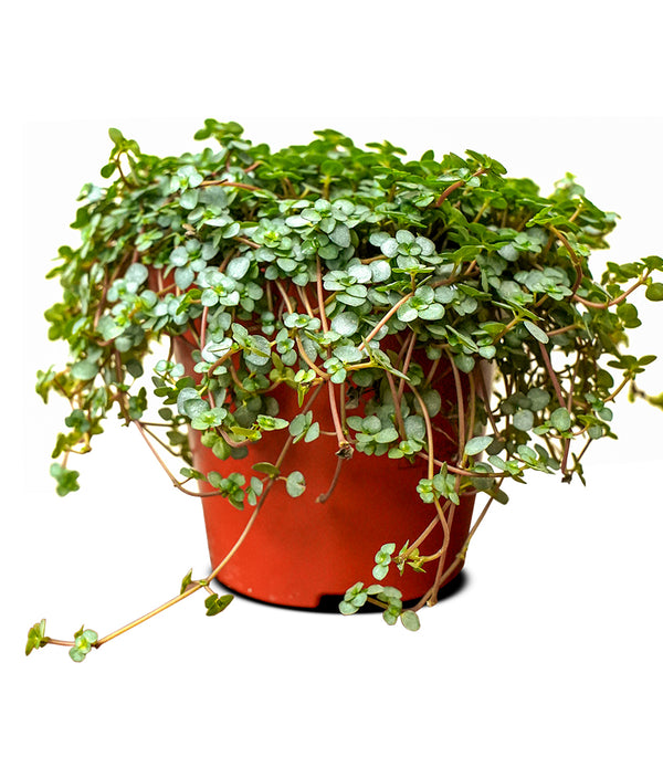 Portulaca 25cms pots