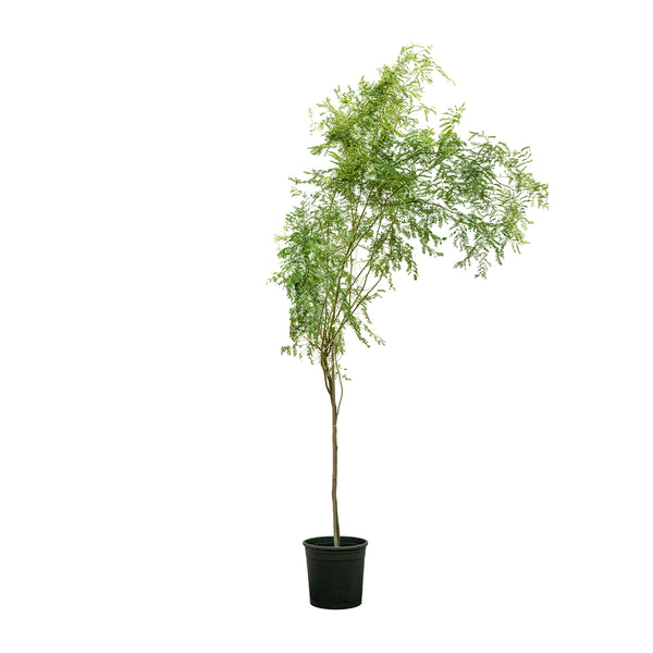 Prosophis - Ground Cover