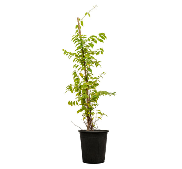 Quisqualis Indica 30 cms pots - 2 mtrs height